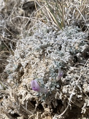 Astragalus phoenix