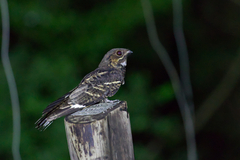 Jerdon's Nightjar photo 3
