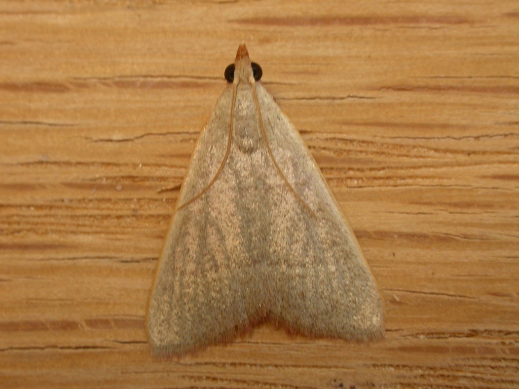 Hypsopygia albidalis