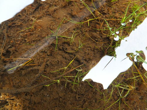 Eriocaulon atrum iNat (3)