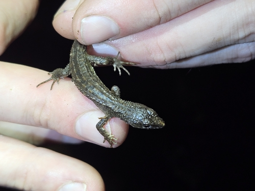 Common Stream Lizard