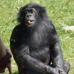 Bonobo photo 5