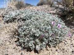 Astragalus phoenix