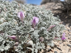 Astragalus phoenix