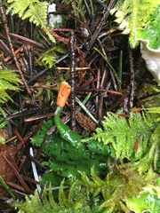 Peltigeraceae