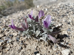 Astragalus phoenix