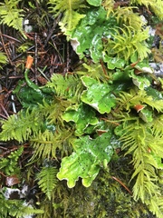 Peltigeraceae