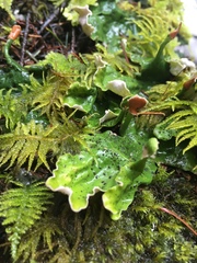 Peltigeraceae