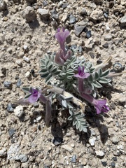Astragalus phoenix
