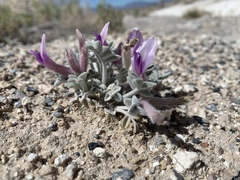 Astragalus phoenix