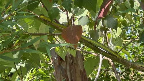 Common Tree Snake sighting