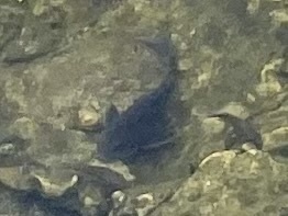 Suckermouth Catfishes from Oasis Ranger Station-U S Government Airport ...