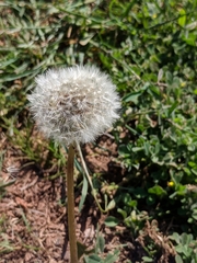 Taraxacum