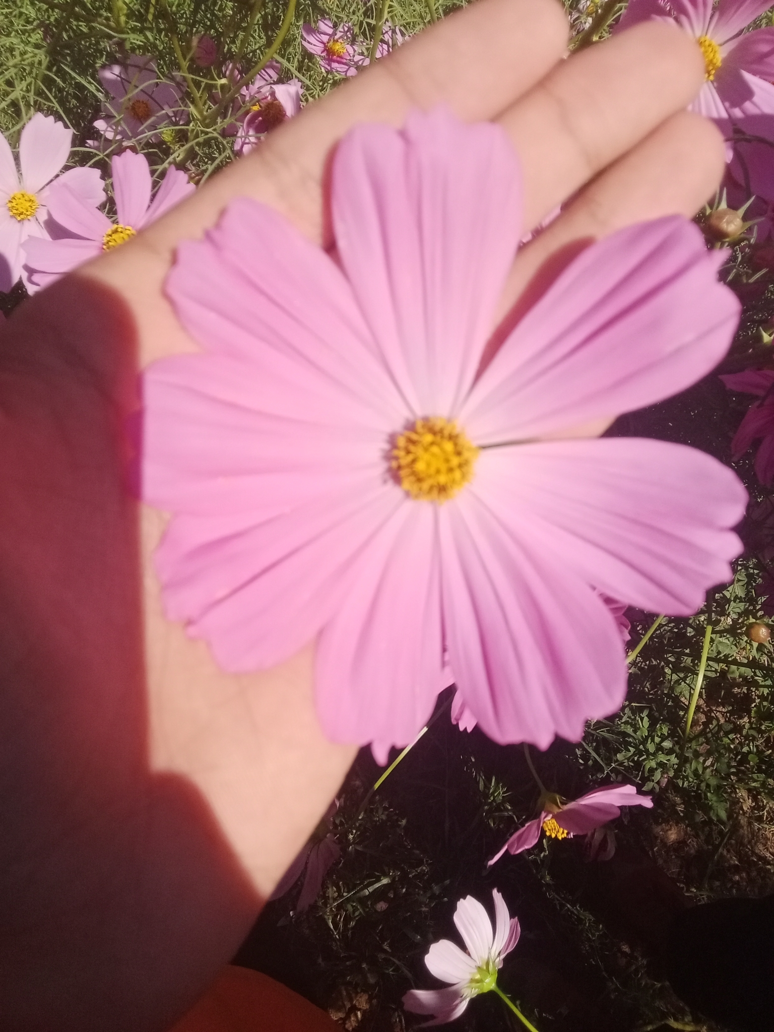 Imagem de Margarida-dos-jardins