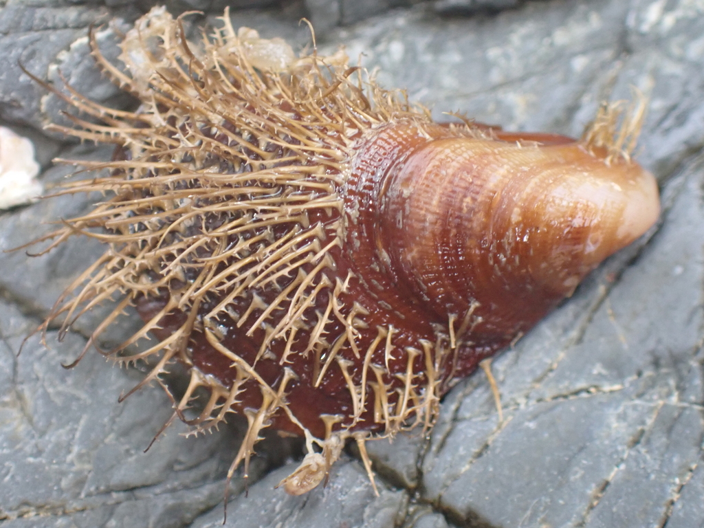 Hairy Mussel from Woolgoolga NSW 2456, Australia on January 2, 2024 at