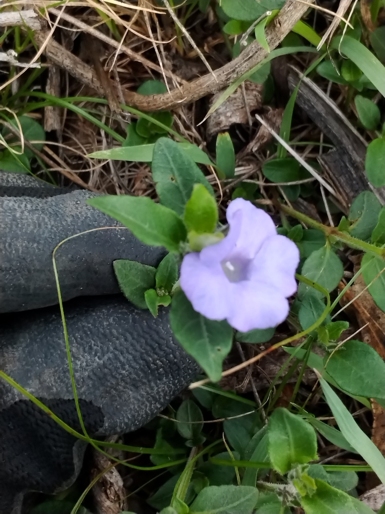 Blue Trumpet In January 2024 By Bursar INaturalist   Large 