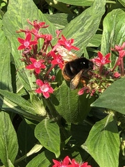 Bombus eximius