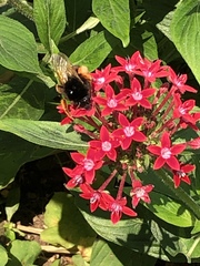 Bombus eximius
