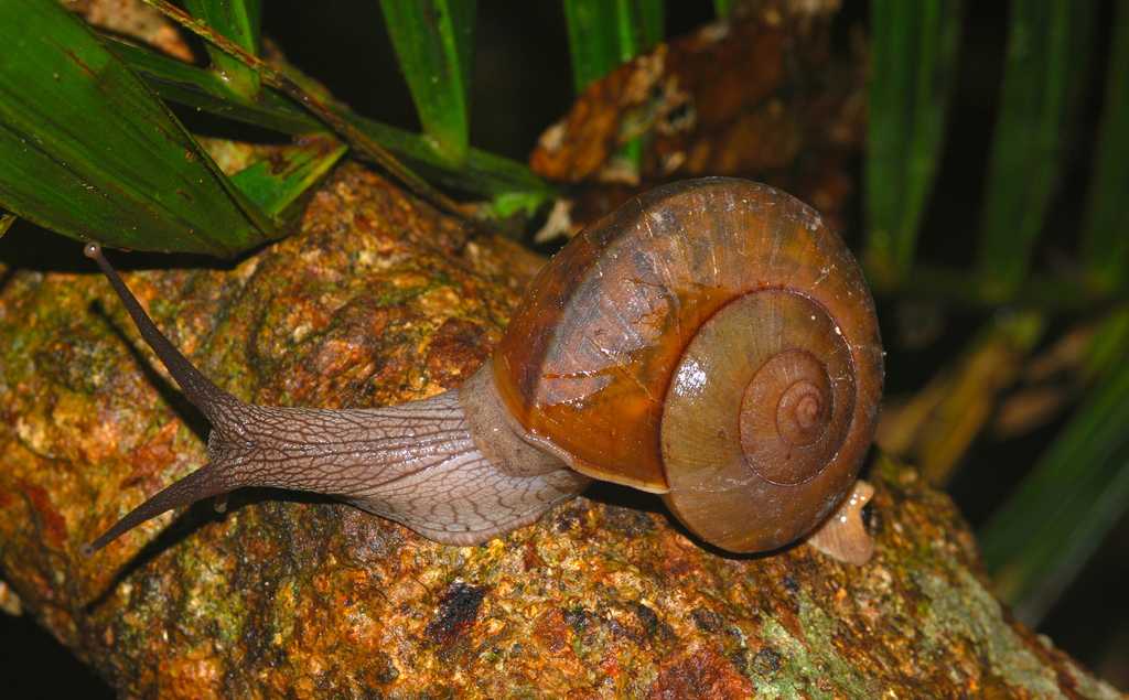 Dyakia janus