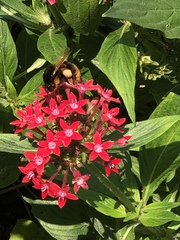Bombus eximius