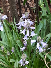Hyacinthoides non-scripta