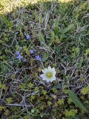 Anemone berlandieri