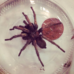 Calisoga longitarsis