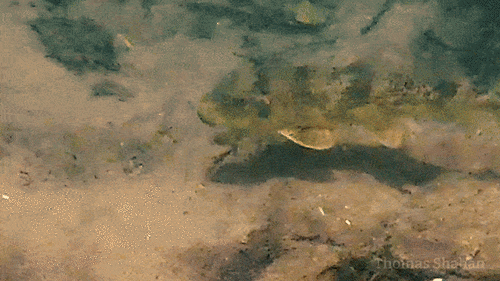 Northern hog sucker (Hypentelium nigricans) — Catostomidae