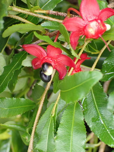 Foto de Mangabeira