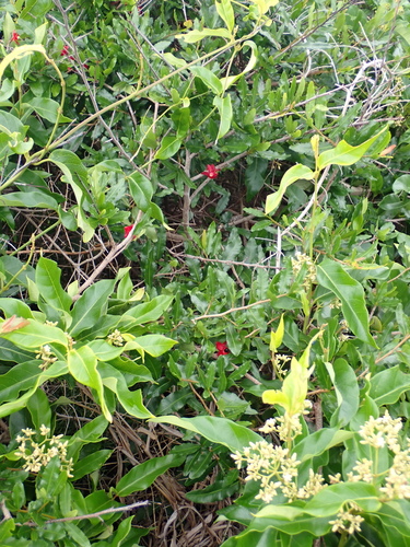 Foto de Mangabeira