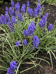 Muscari armeniacum