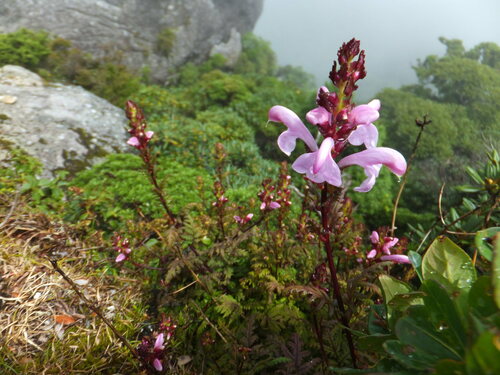Pedicularis ochiaiana iNat (1)