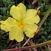 Hibbertia vestita - Photo 由 drmattnimbs 所上傳的 (c) drmattnimbs，保留部份權利CC BY-NC