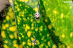 Cyclosa confusa