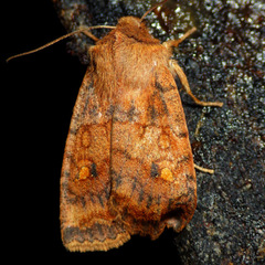 Eupsilia tristigmata