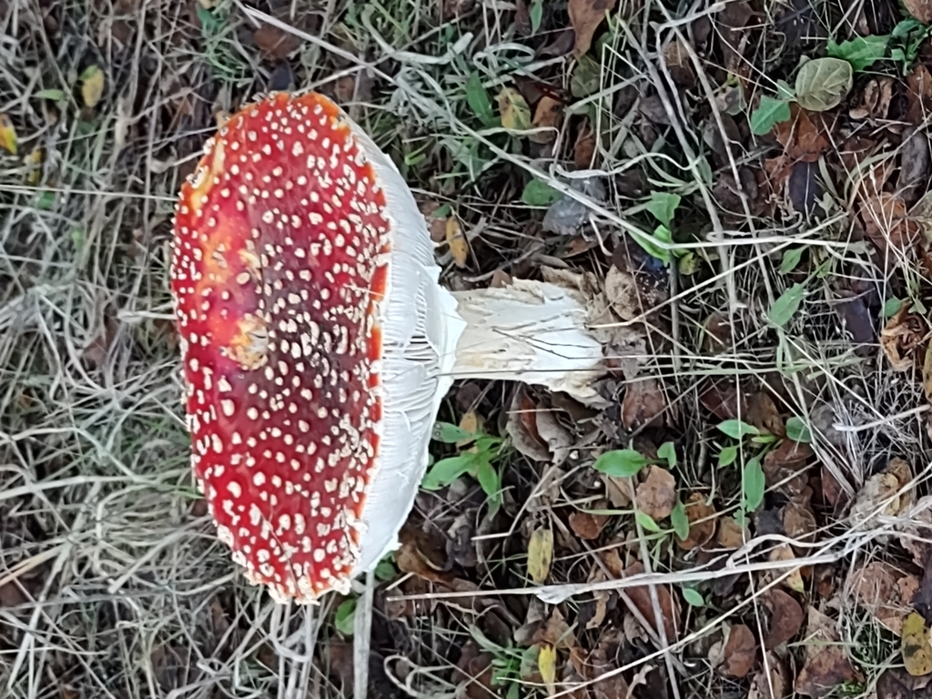 American Fly Agaric From Capitola CA 95010 USA On January 1 2024 At   Large 