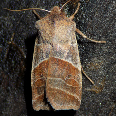 Eupsilia devia