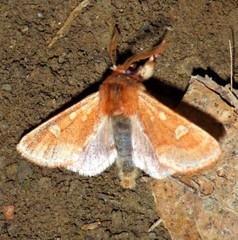 Psaphida styracis