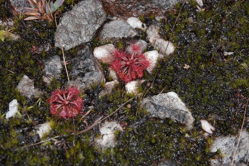 Drosera kaieteurensis