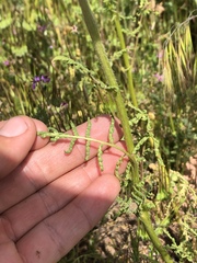 Phacelia tanacetifolia