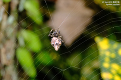Cyclosa confusa