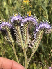 Phacelia tanacetifolia