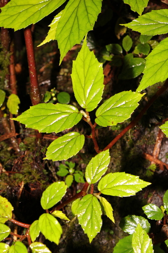 Image of Begonia decandra by (c) Scott Ward, some rights reserved (CC BY)