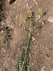 Sisymbrium altissimum