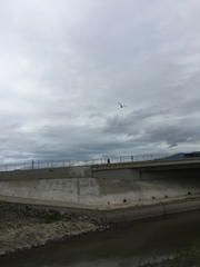 Nycticorax nycticorax