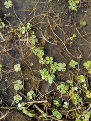 Marsilea vestita