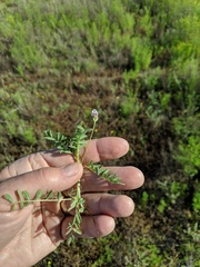 Astragalus didymocarpus