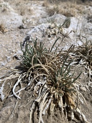 Ivesia kingii eremica