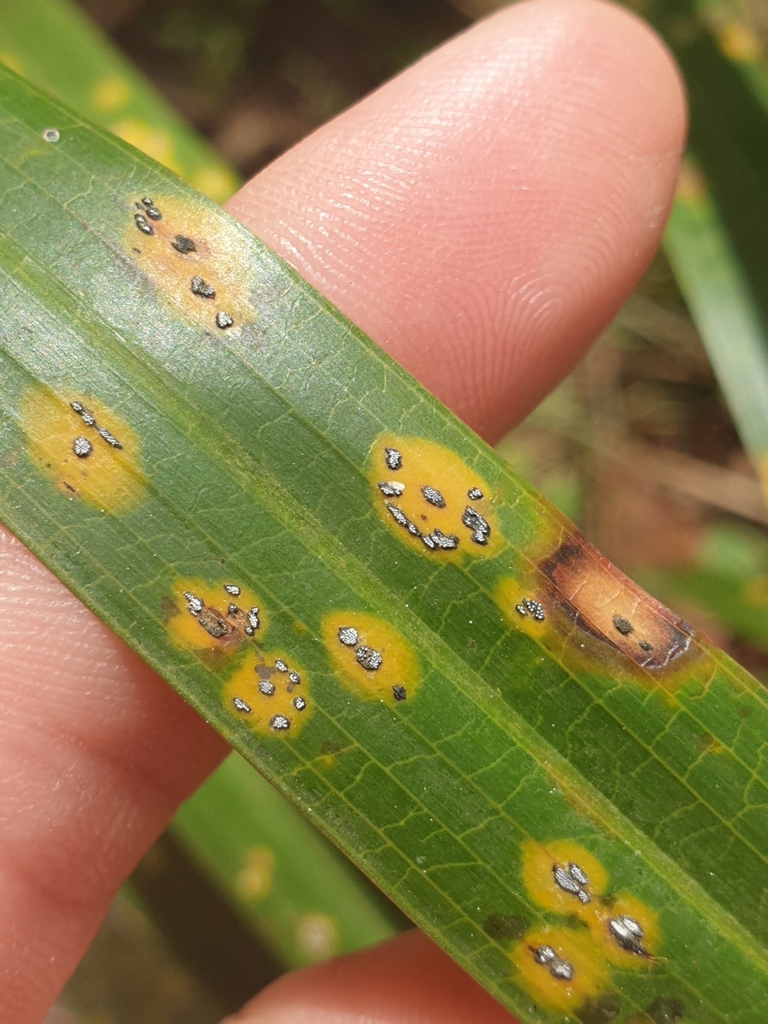 Helminthosporium livistonae