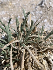 Ivesia kingii eremica